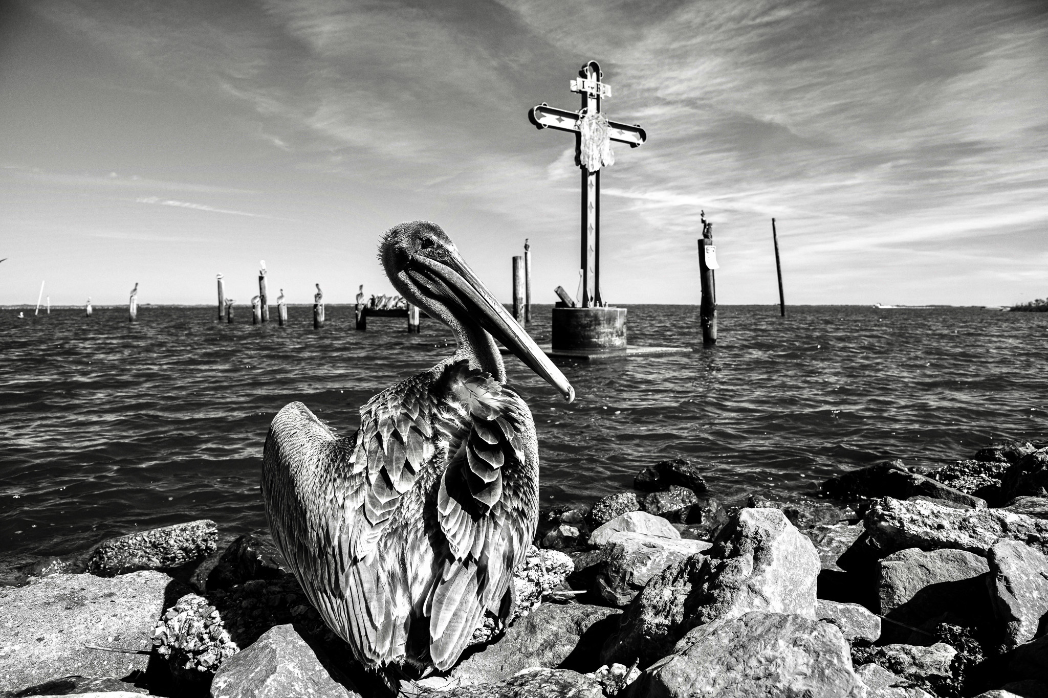 A seagull on shell beach looks to the right with the Katrina memorial in the background